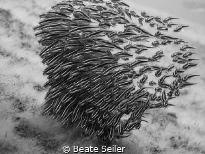 Catfish b/w by Beate Seiler 